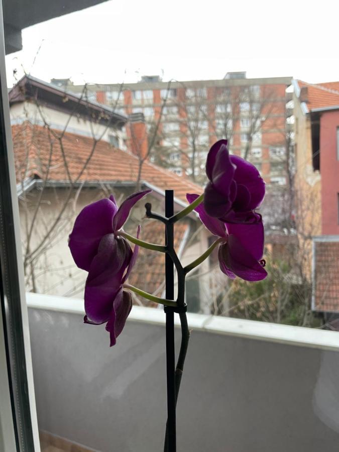 Apartman Afrodita Lux 1 Ni 外观 照片